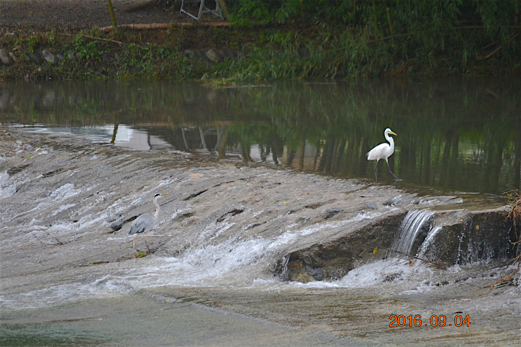 f:id:masatdm1951:20160904131611j:plain