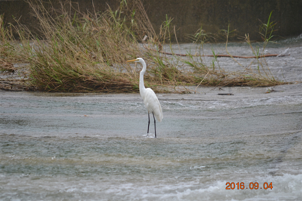 f:id:masatdm1951:20160904131654j:plain