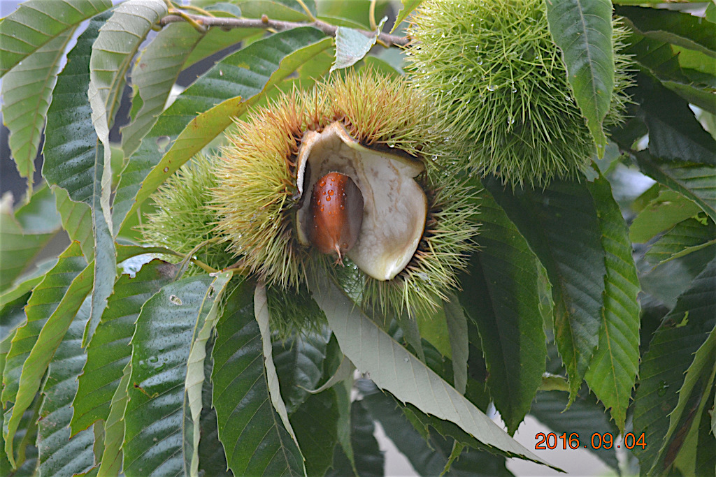 f:id:masatdm1951:20160904131659j:plain