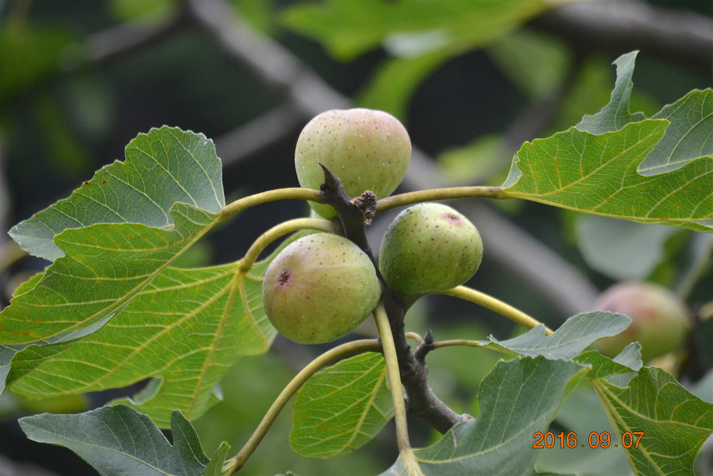 f:id:masatdm1951:20160907192738j:plain