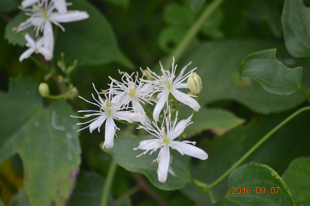 f:id:masatdm1951:20160907192749j:plain