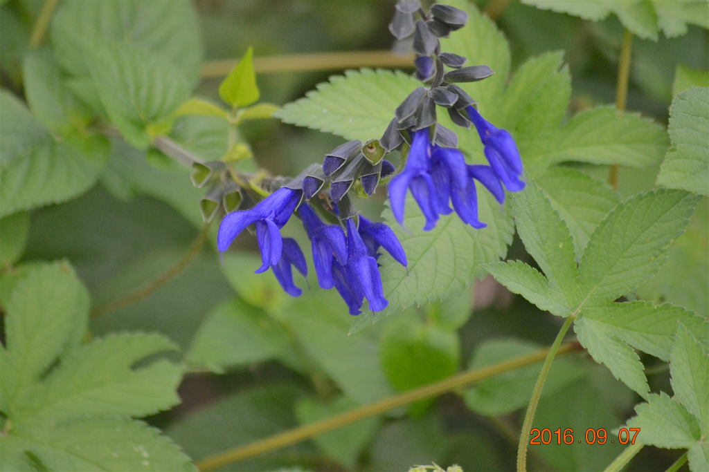 f:id:masatdm1951:20160907192754j:plain