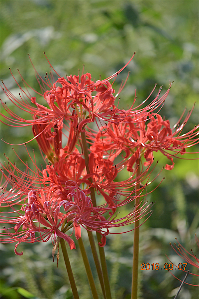 f:id:masatdm1951:20160907193017j:plain