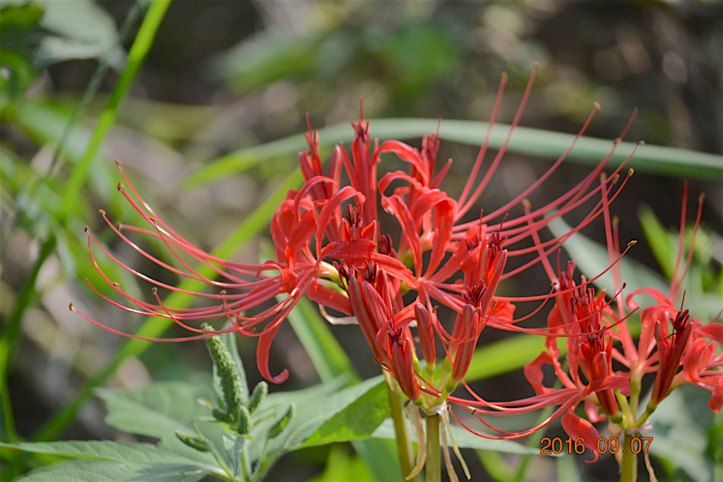 f:id:masatdm1951:20160907193025j:plain