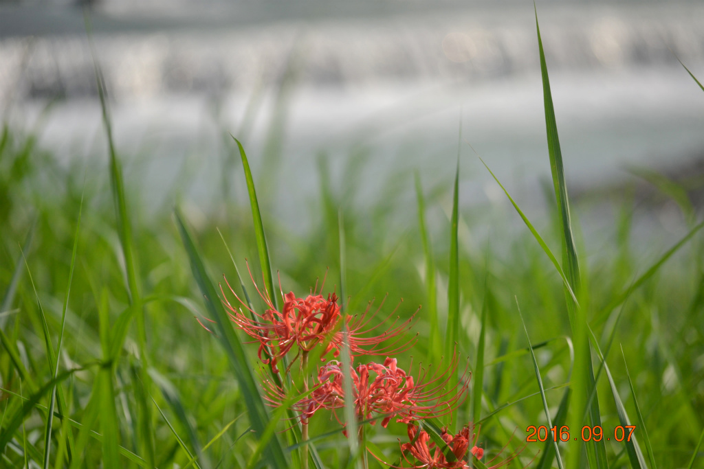 f:id:masatdm1951:20160907193032j:plain