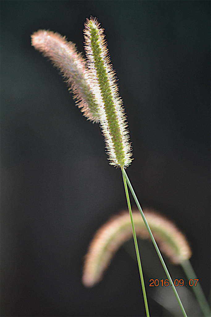 f:id:masatdm1951:20160907193048j:plain