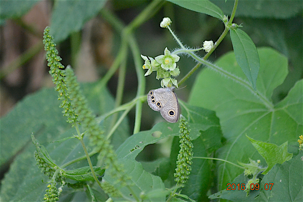 f:id:masatdm1951:20160907193244j:plain