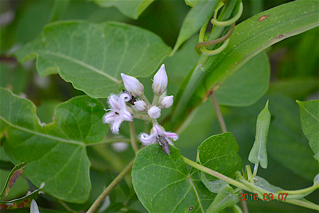 f:id:masatdm1951:20160907193307j:plain