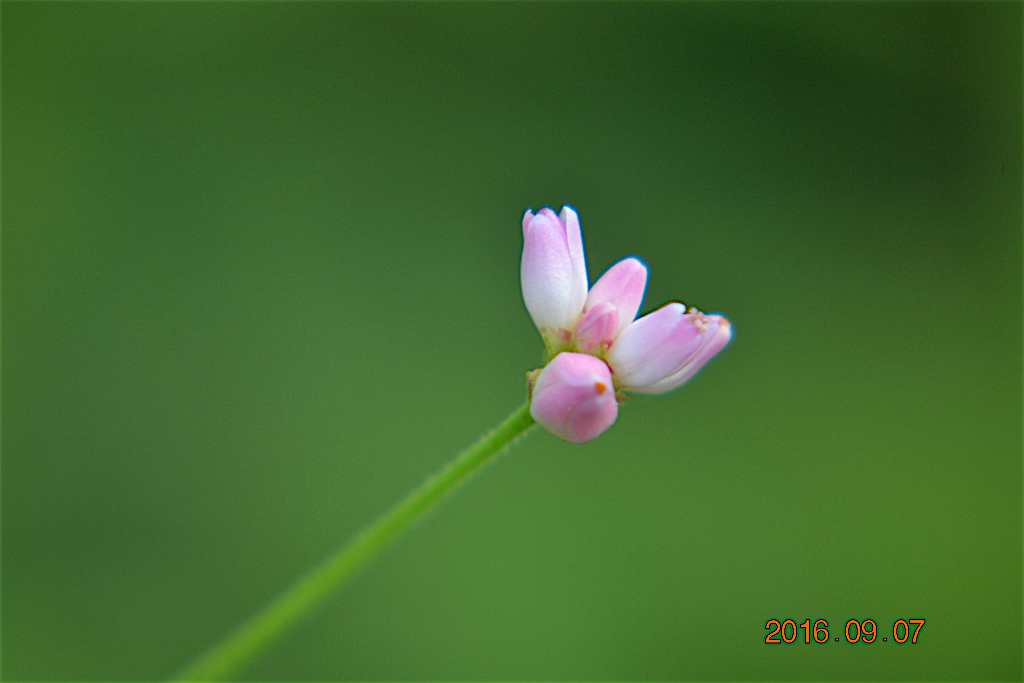 f:id:masatdm1951:20160907193326j:plain