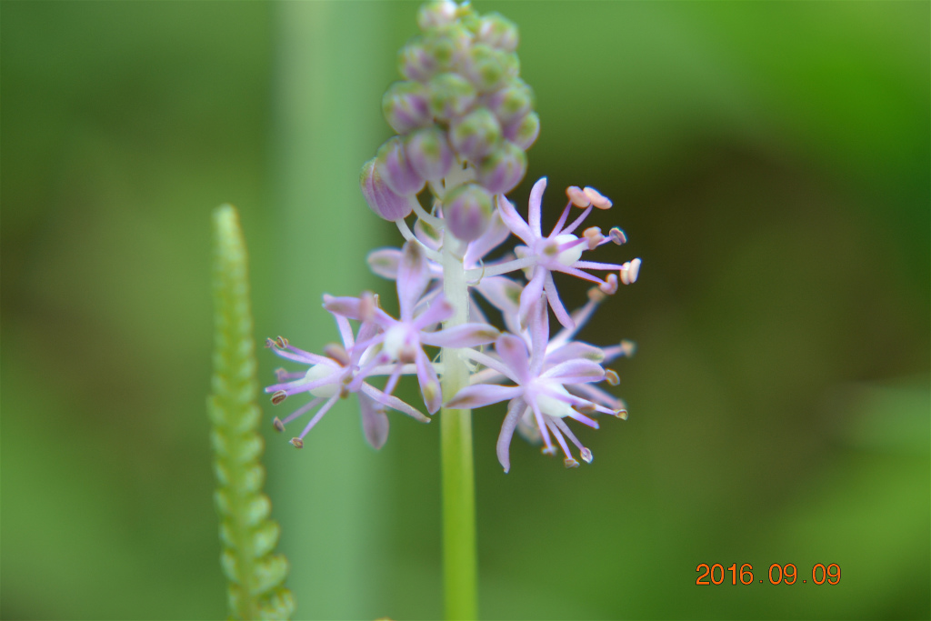 f:id:masatdm1951:20160910074230j:plain