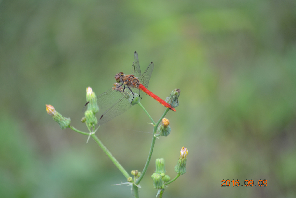 f:id:masatdm1951:20160910080329j:plain