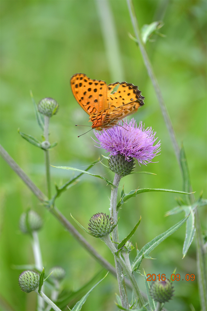 f:id:masatdm1951:20160910080357j:plain