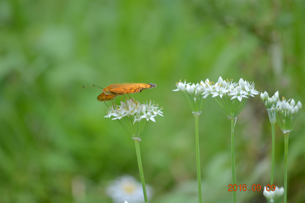 f:id:masatdm1951:20160910080449j:plain