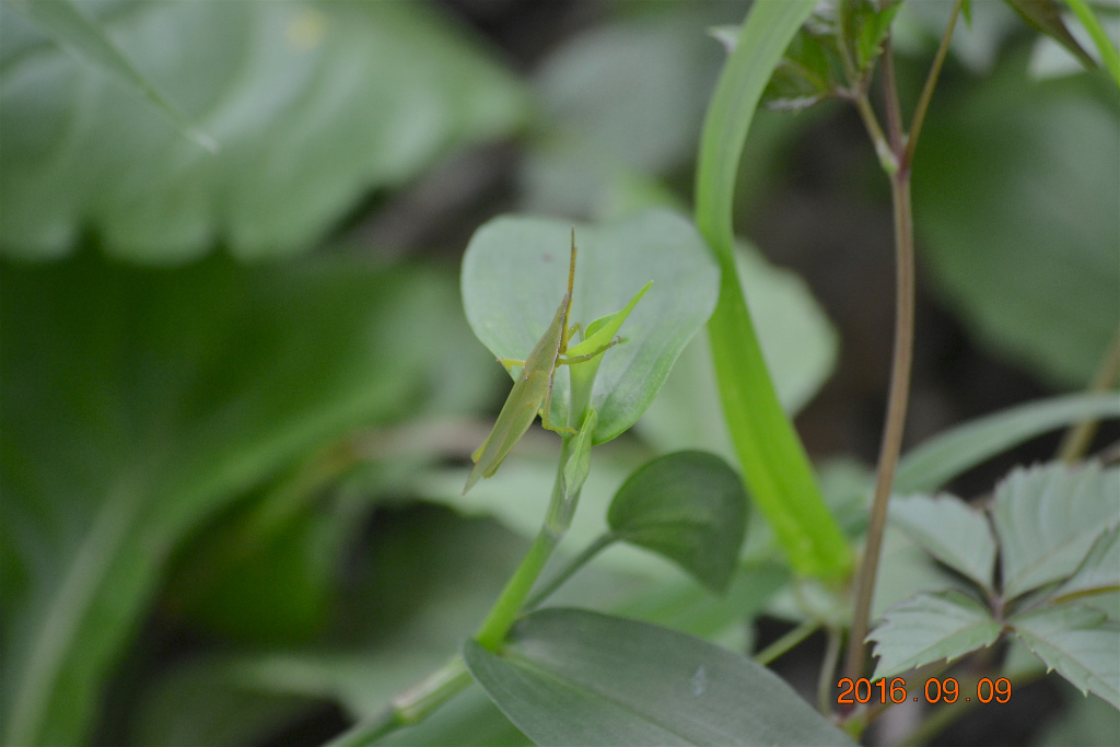 f:id:masatdm1951:20160910080511j:plain