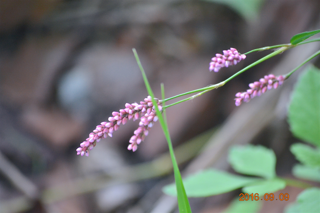 f:id:masatdm1951:20160910080520j:plain