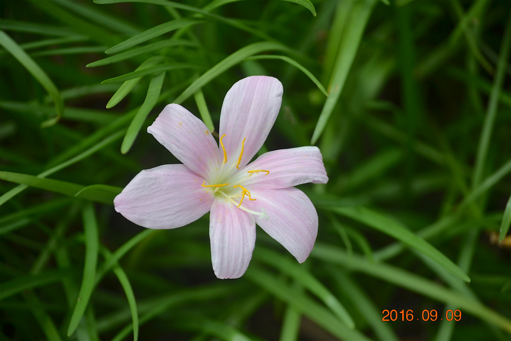 f:id:masatdm1951:20160910080537j:plain