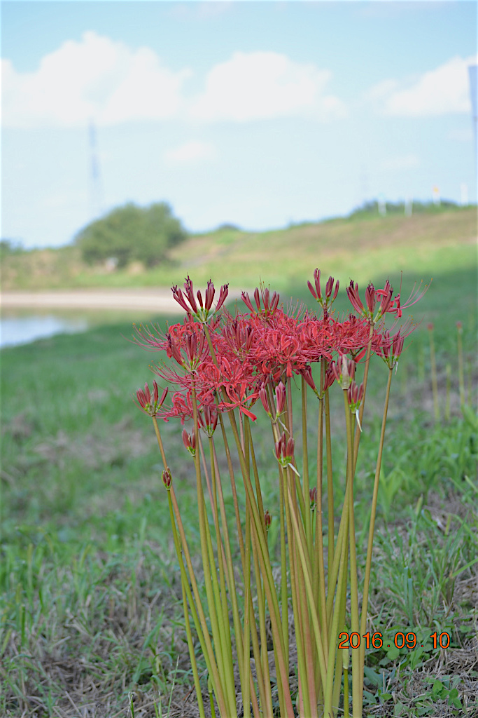 f:id:masatdm1951:20160910195311j:plain