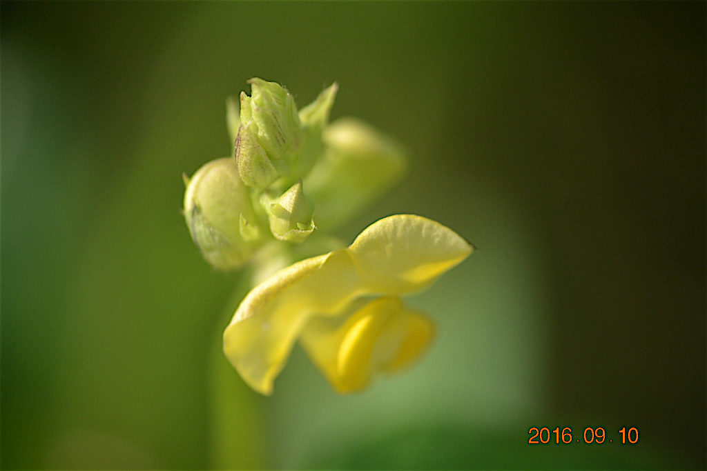 f:id:masatdm1951:20160910195433j:plain