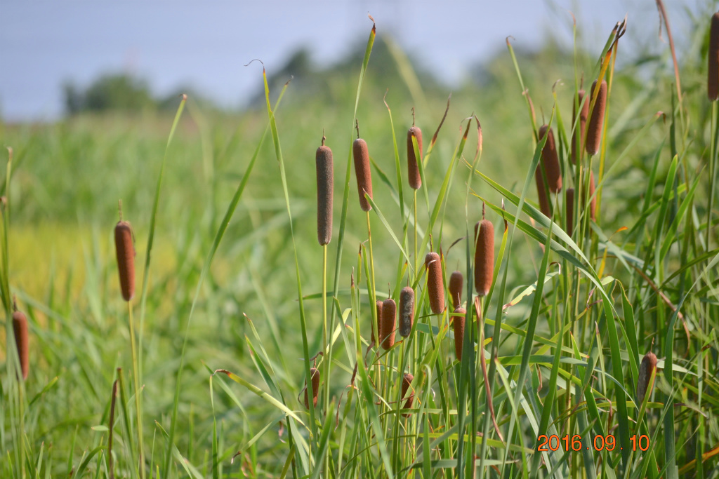 f:id:masatdm1951:20160910195455j:plain