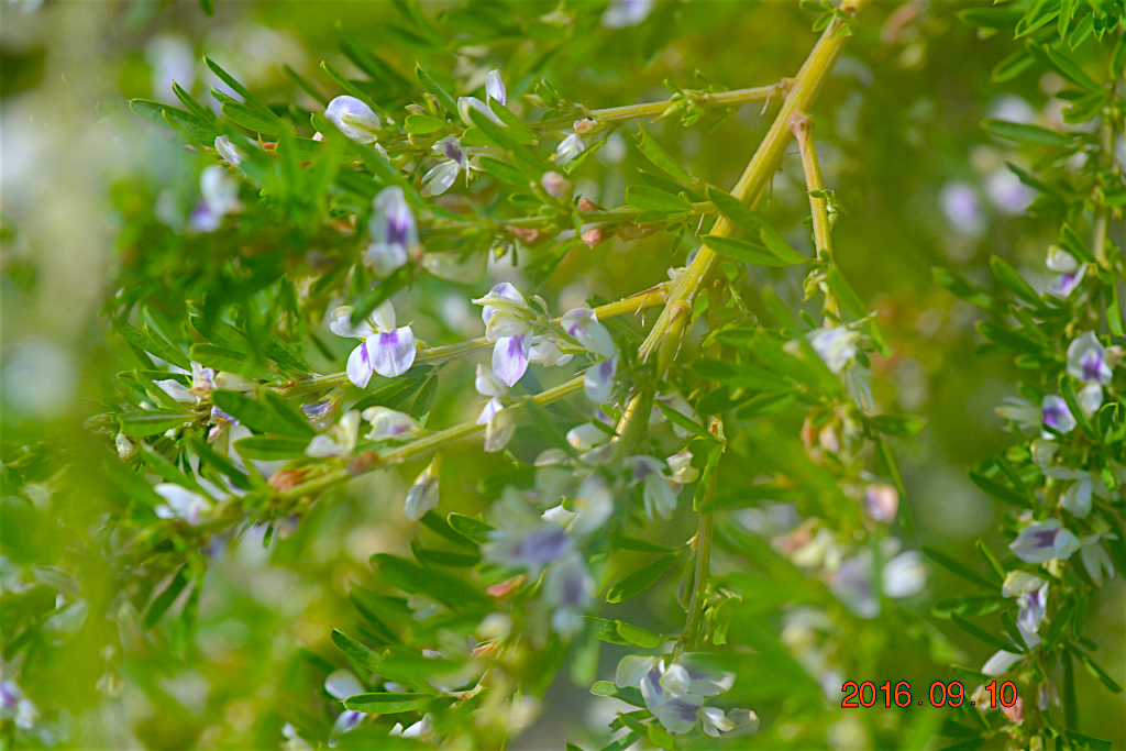 f:id:masatdm1951:20160911081219j:plain