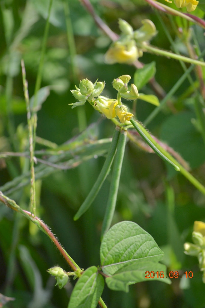 f:id:masatdm1951:20160911081236j:plain