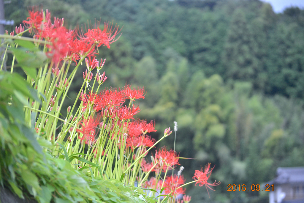 f:id:masatdm1951:20160921195300j:plain