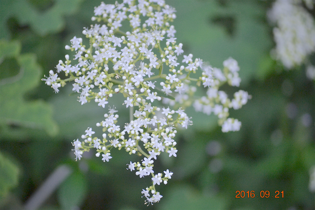 f:id:masatdm1951:20160921195456j:plain