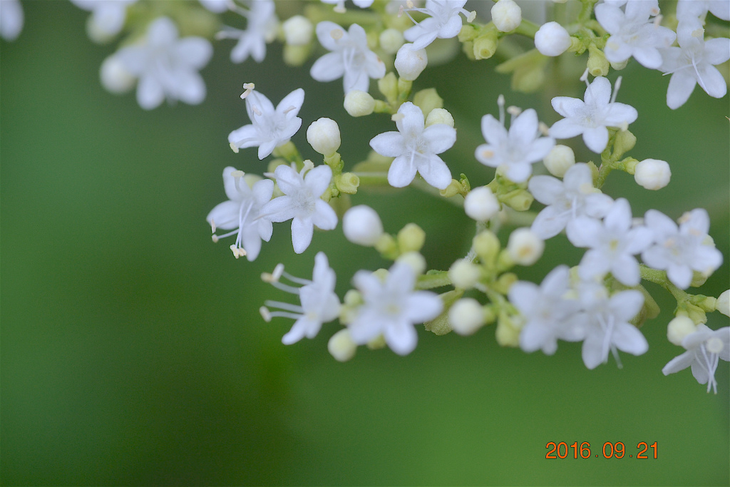 f:id:masatdm1951:20160921195506j:plain