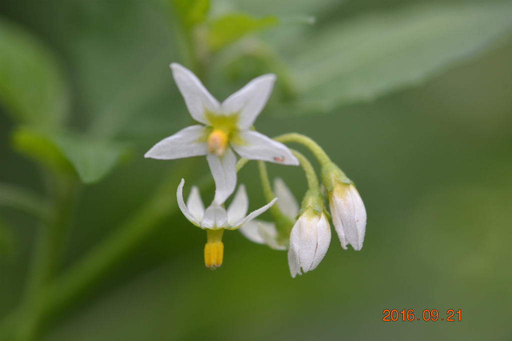 f:id:masatdm1951:20160921195516j:plain