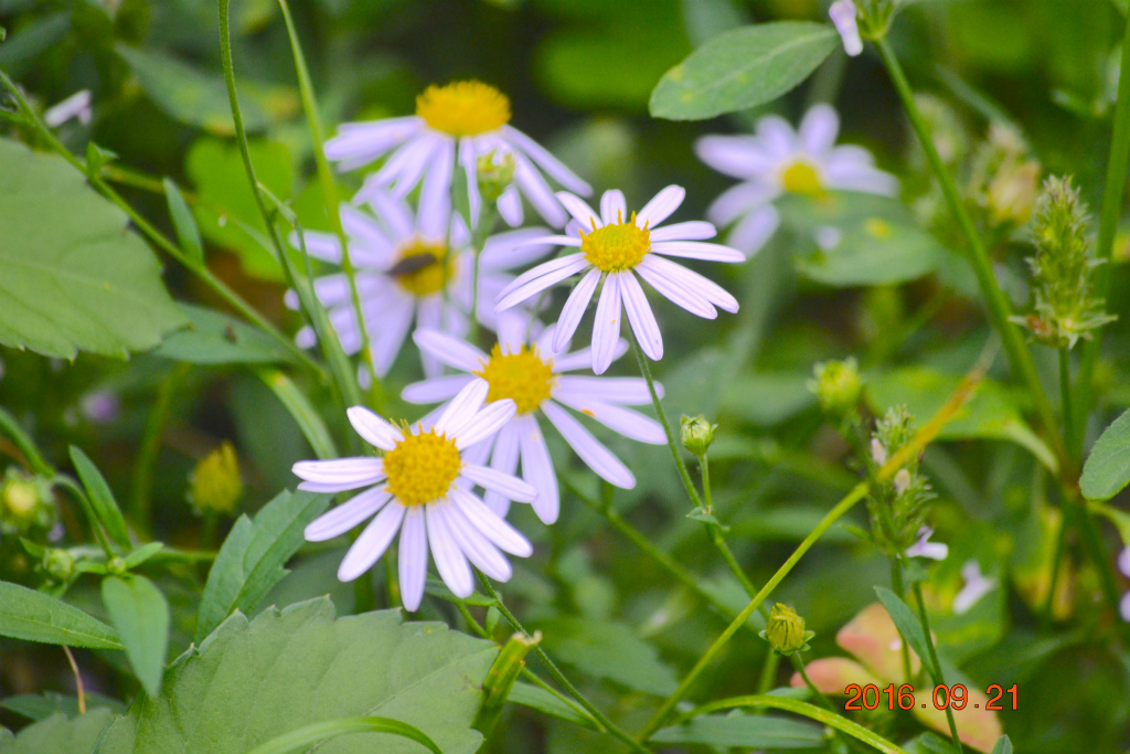 f:id:masatdm1951:20160921195547j:plain