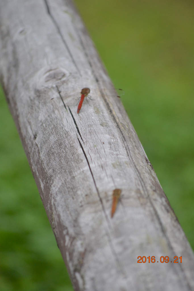 f:id:masatdm1951:20160921195556j:plain