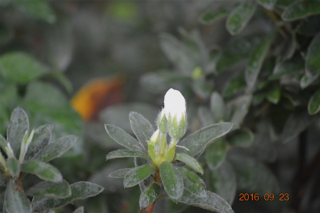 f:id:masatdm1951:20160923233050j:plain