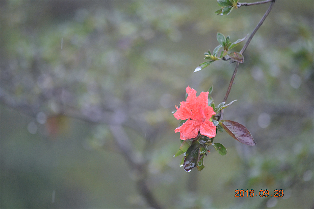 f:id:masatdm1951:20160923233056j:plain