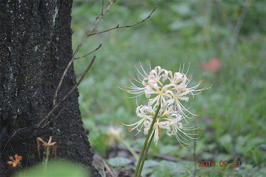 f:id:masatdm1951:20160923233101j:plain