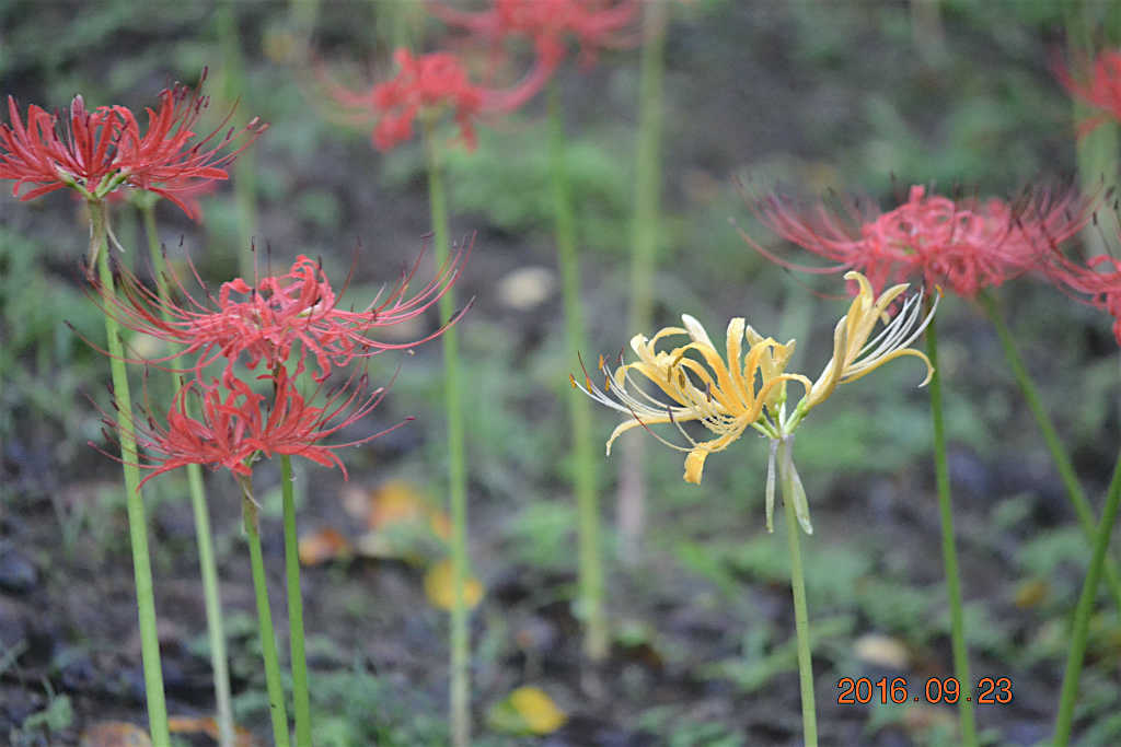 f:id:masatdm1951:20160923233105j:plain