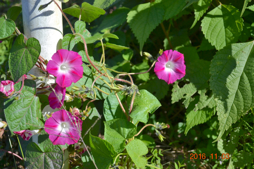 f:id:masatdm1951:20161103165933j:plain f:id:masatdm1951:20161103165933j:plain