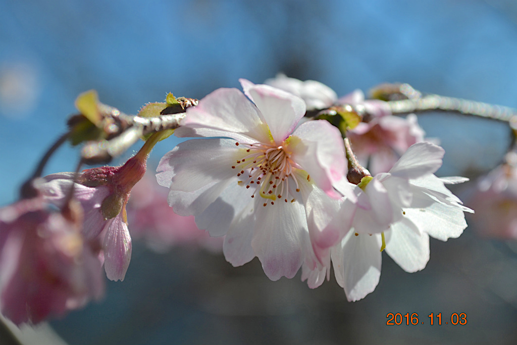 f:id:masatdm1951:20161103170335j:plain f:id:masatdm1951:20161103170335j:plain