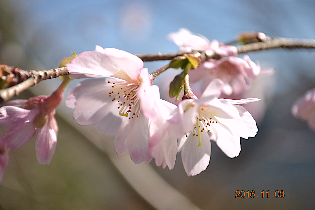 f:id:masatdm1951:20161103170343j:plain f:id:masatdm1951:20161103170343j:plain