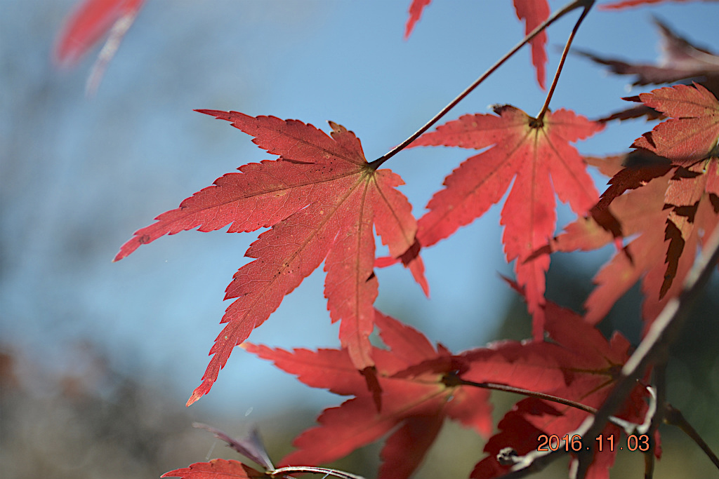 f:id:masatdm1951:20161103170348j:plain f:id:masatdm1951:20161103170348j:plain