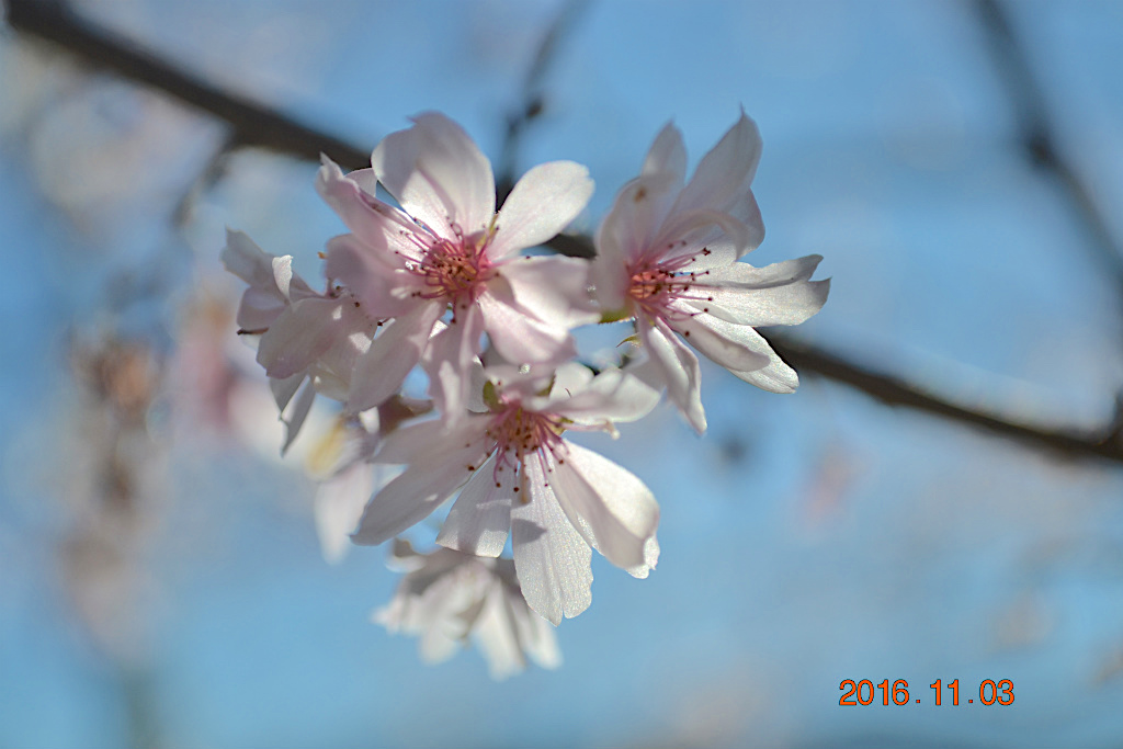 f:id:masatdm1951:20161103170410j:plain f:id:masatdm1951:20161103170410j:plain