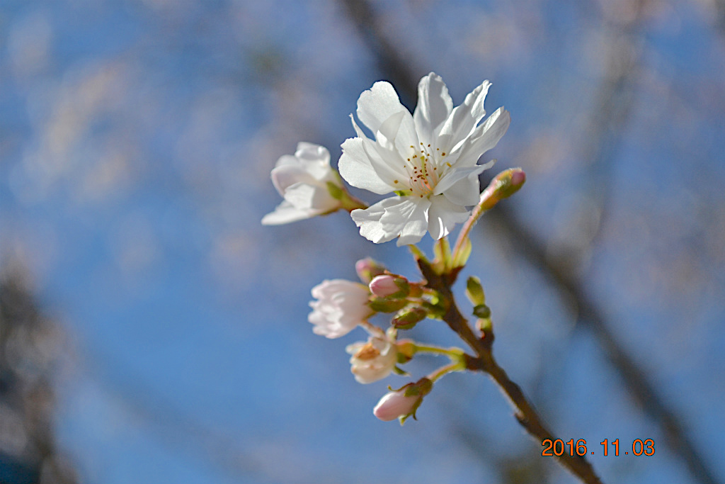 f:id:masatdm1951:20161103170422j:plain f:id:masatdm1951:20161103170422j:plain