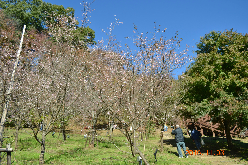 f:id:masatdm1951:20161103170429j:plain f:id:masatdm1951:20161103170429j:plain