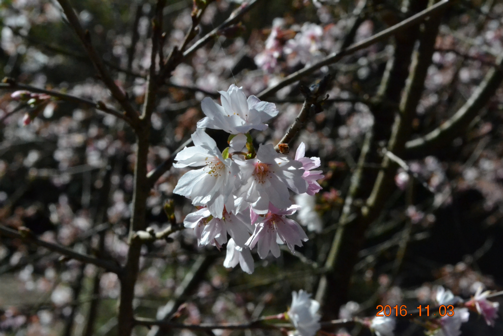 f:id:masatdm1951:20161103170454j:plain f:id:masatdm1951:20161103170454j:plain