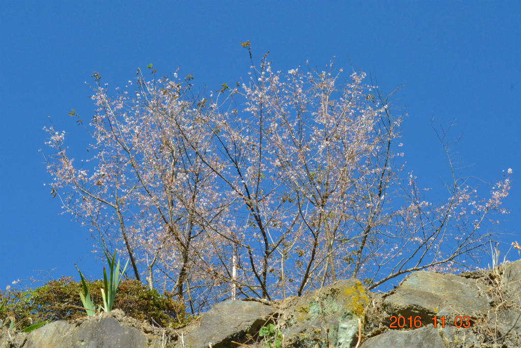 f:id:masatdm1951:20161103170504j:plain f:id:masatdm1951:20161103170504j:plain