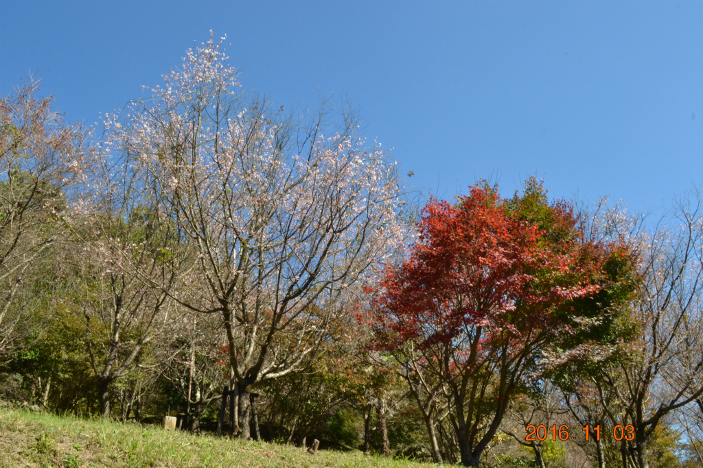 f:id:masatdm1951:20161103170516j:plain f:id:masatdm1951:20161103170516j:plain