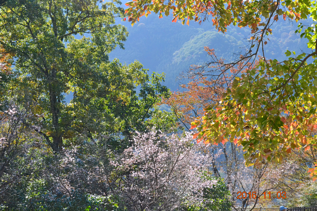 f:id:masatdm1951:20161103170606j:plain f:id:masatdm1951:20161103170606j:plain