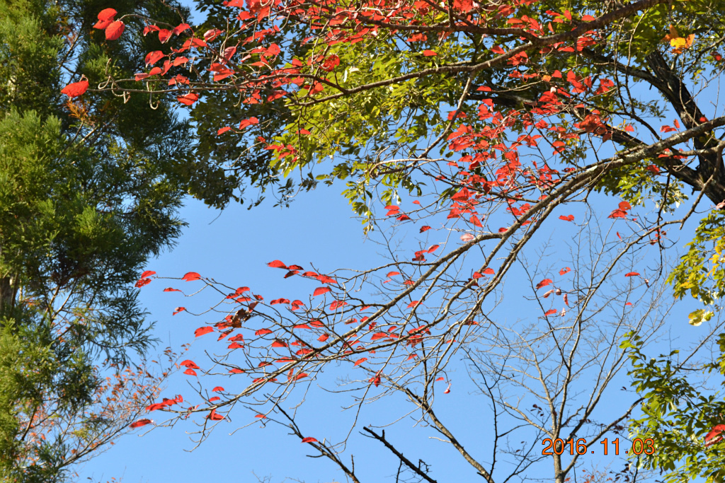 f:id:masatdm1951:20161103170735j:plain f:id:masatdm1951:20161103170735j:plain