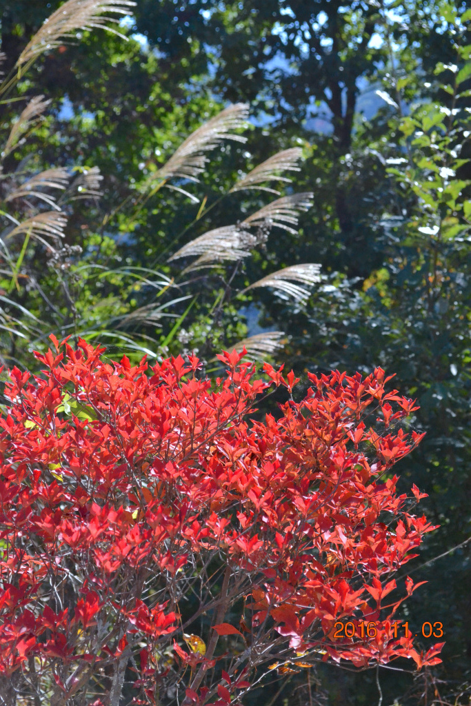 f:id:masatdm1951:20161103170804j:plain f:id:masatdm1951:20161103170804j:plain