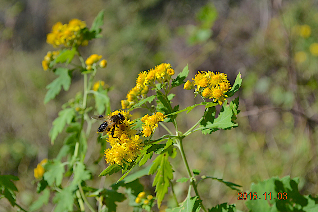 f:id:masatdm1951:20161103170854j:plain f:id:masatdm1951:20161103170854j:plain