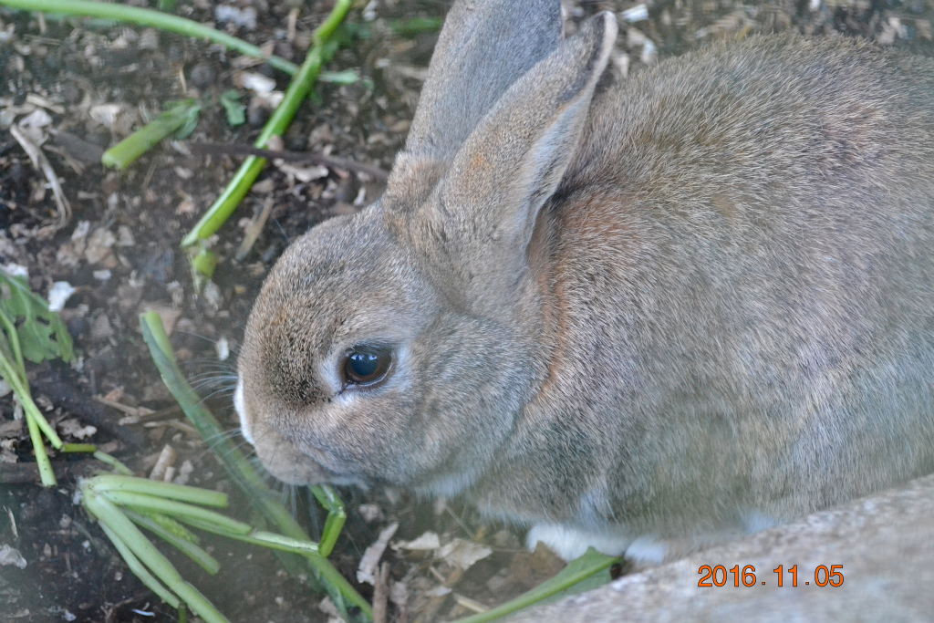 f:id:masatdm1951:20161106183635j:plain f:id:masatdm1951:20161106183635j:plain